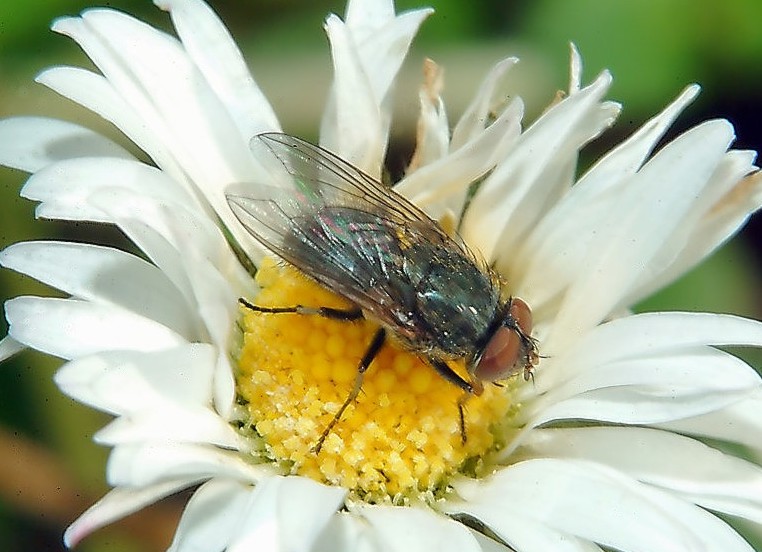 mosca